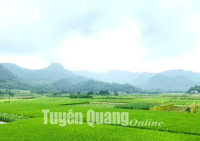 Những cánh đồng màu mỡ ở thôn Đồng Vàng, Yên Nguyên (Chiêm Hóa).