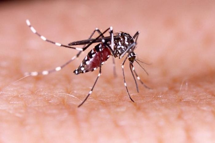 Muỗi Aedes aegypti là trung gian truyền bệnh sốt xuất huyết. Ảnh: Shutterstock.