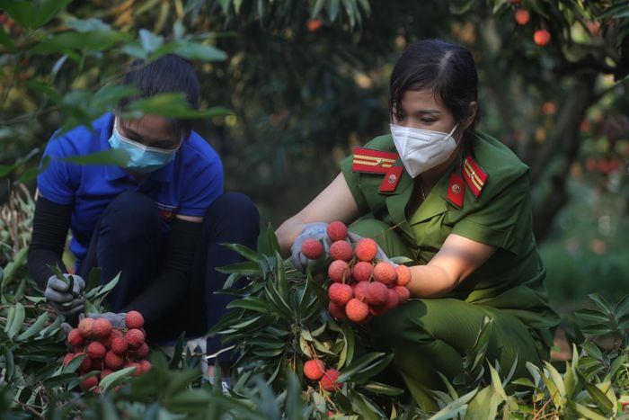 Cán bộ chiến sĩ tham gia hái vải giúp dân năm 2021.