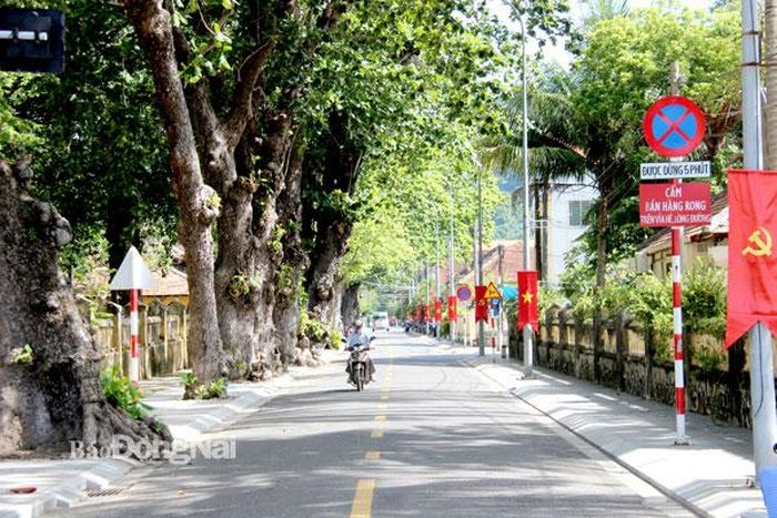 Tuyến đường ở Côn Đảo có rất nhiều cây bàng cổ thụ