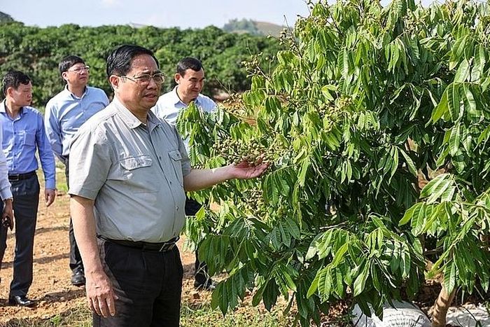 Thủ tướng Phạm Minh Chính thăm một vườn nhãn tại xã Hát Lót - Ảnh: VGP/Nhật Bắc