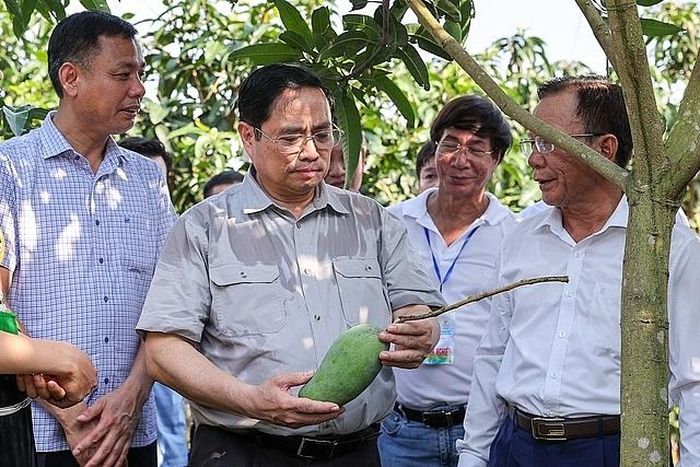 Bà con sử dụng gốc cây xoài bản địa ghép với mắt của giống xoài mới cho quả to hơn, ngon hơn, đẹp hơn - Ảnh: VGP/Nhật Bắc