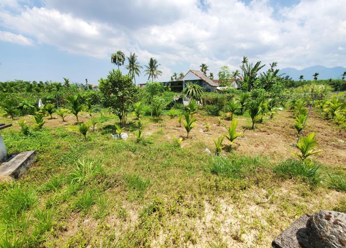 Lô đất đã được ông Cường đầu tư hàng trăm triệu trở nên xanh tốt, nhà cửa khang trang.