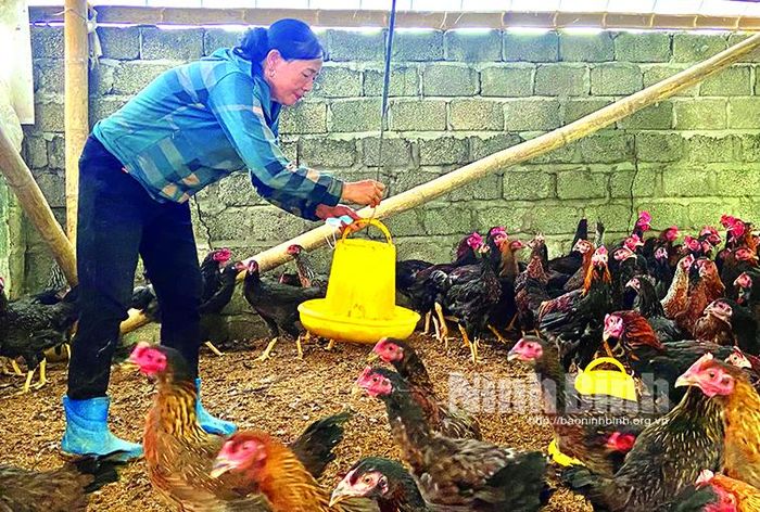 Mô hình nuôi gà thảo dược của bà Nguyễn Thị Chính hiện có gần 1.500 con.