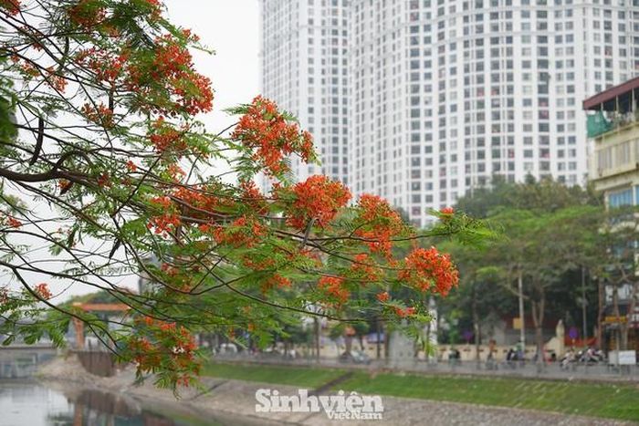 Con đường hoa phượng đi qua những cung đường mới giữa lòng Thủ đô.