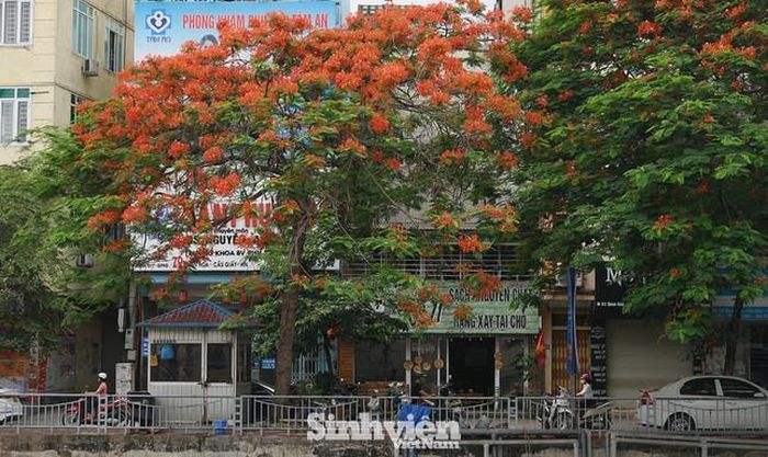 Hoa phượng vĩ khoe sắc.
