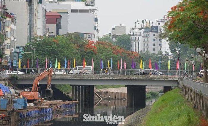 Dọc con sông Tô Lịch, phượng vĩ được trồng thành hai hàng.