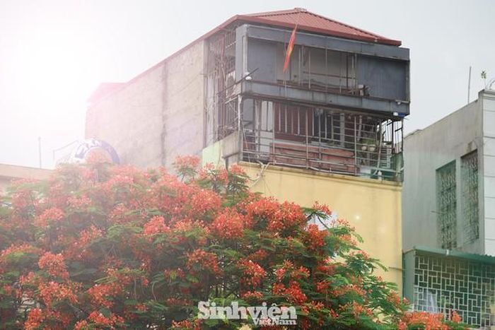 Phượng vĩ nở bên gác hiên.