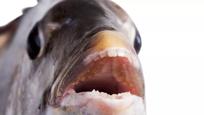 Cá đầu cừu có răng giống người.
