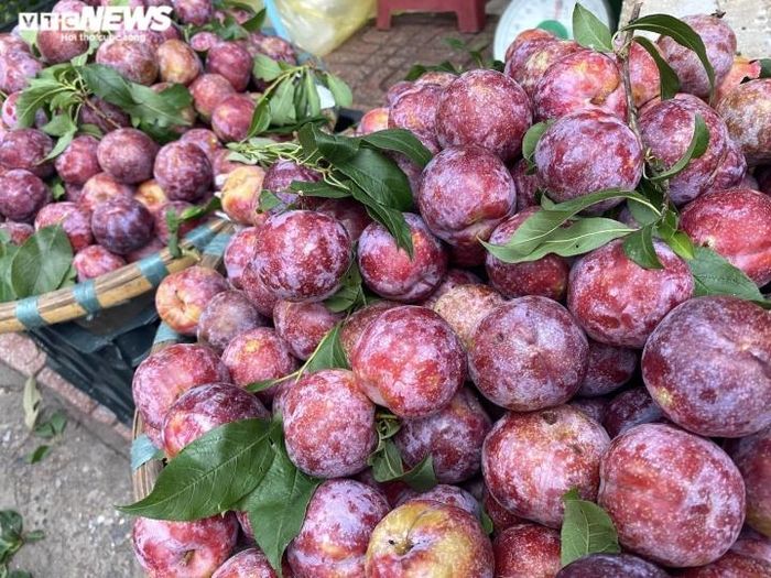 Mận hậu giá 50.000 - 70.000 - 90.000 đồng/kg.