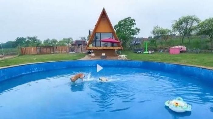 Bể bơi riêng của đàn chó cưng. Ảnh: Douyin