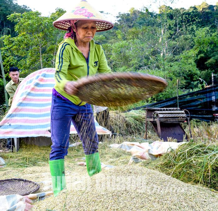 Người dân xã Thượng Nông (Na Hang) thu hoạch lúa xong, tuốt luôn tại chân ruộng.