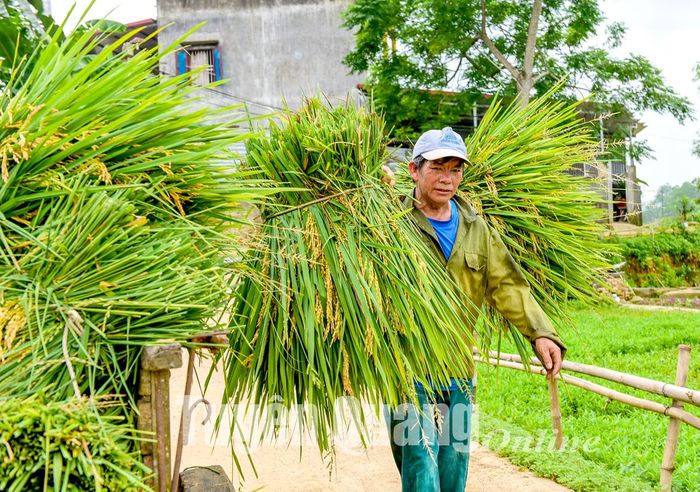 Những gánh lúa nặng trĩu bông, báo hiệu một vụ lúa bội thu của người dân xã Hoàng Khai (Yên Sơn).