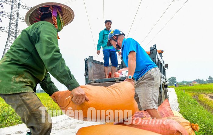 Người dân vận chuyển lúa về nhà.