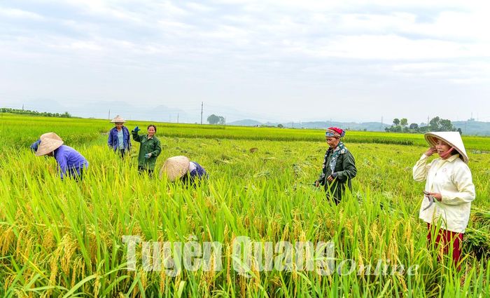Đối với những thửa ruộng máy gặt không thể vào được, người dân phải gặt bằng tay.