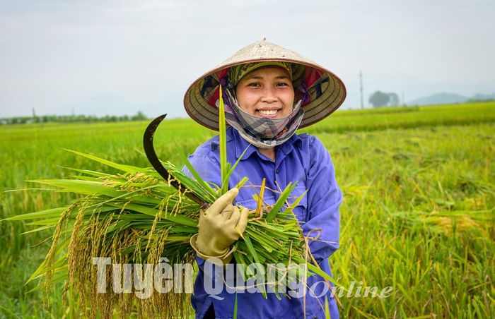 Niềm vui được mùa của người nông dân xã Kim Phú (TP Tuyên Quang).