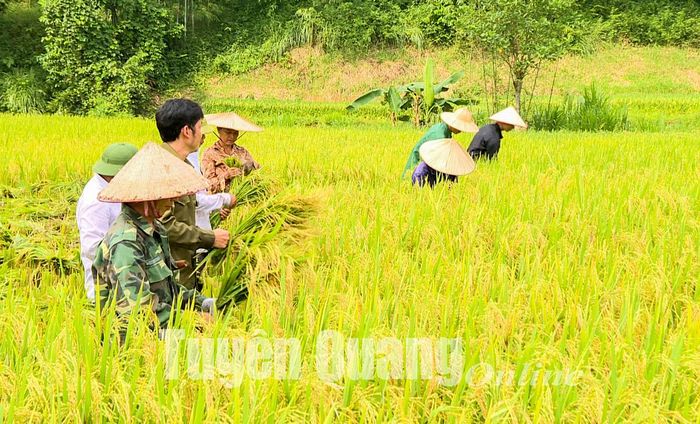  Người dân xã Hùng Mỹ (Chiêm Hóa) hối hả thu hoạch lúa xuân.