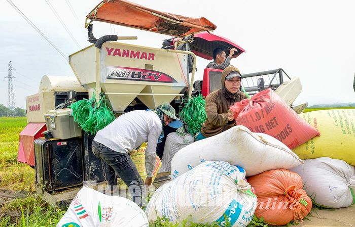 Lúa được tuốt ngay tại ruộng, người dân chỉ việc vận chuyển về nhà phơi.