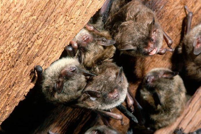Hang động Gomantong nổi tiếng với số lượng dơi khổng lồ. Ảnh: Getty Images