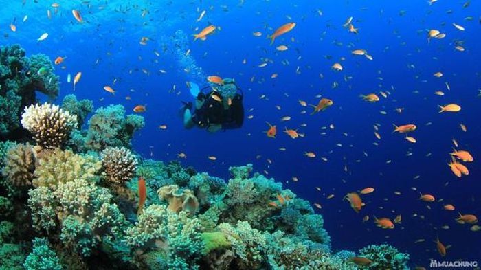 Rạn san hô tuyệt đẹp tại Khu bảo tồn biển vịnh Nha Trang trước khi bị suy thoái nghiêm trọng. Ảnh: khanhhoa.gov.vn.