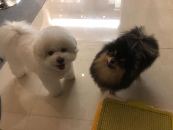 Simba (bên trái) và Yeontan cũng thân thiết như hai vị chủ nhân của chúng