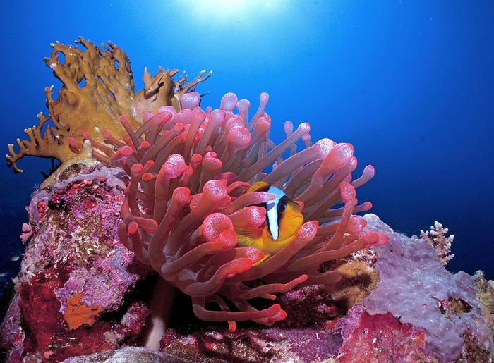  Ảnh: International Coral Reef Initiative. 