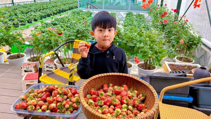  Mảng xanh trong nhà chị Đợi khiến nhiều khách đến chơi nhà thích thú. 