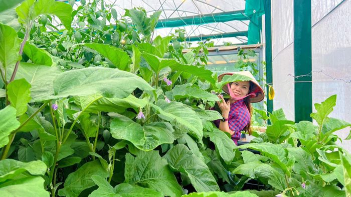  Ngoài dưa lưới, chị Đợi trồng thêm một số loại rau, củ trong vườn sân thượng để phục vụ gia đình. 