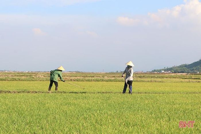 Một số địa phương ở huyện Kỳ Anh và phía Nam huyện Cẩm Xuyên đã bắt đầu bước vào kỳ tỉa dặm lúa.