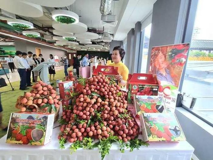 Quả vải thiều đạt chất lượng tốt nhất từ trước tới nay, sẵn sàng đáp ứng nhu cầu của khách hàng quốc tế