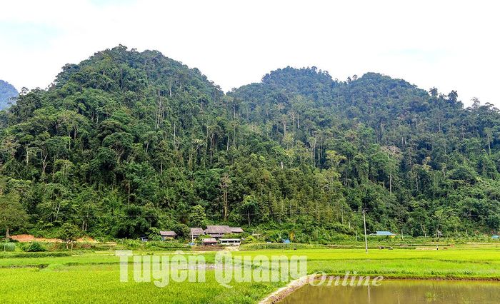 Những ngôi nhà sàn nằm sát cạnh bìa rừng.