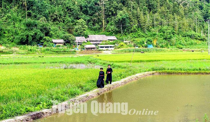 Người dân Bản Bung phát triển nuôi cá chép ruộng.