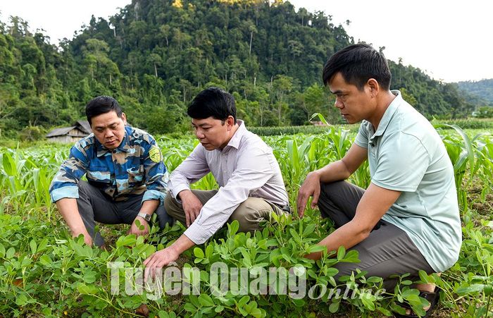 Người dân thôn Bản Bung phát triển trồng giống lạc đỏ phục vụ khách du lịch.