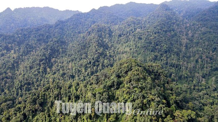 Những cánh rừng nguyên sinh tại Bản Bung được bảo vệ nghiêm ngặt. 