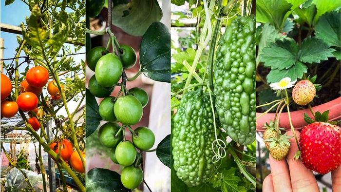 Khu vườn của gia đình chị thuận với đủ các loại rau xanh, cây ăn quả.