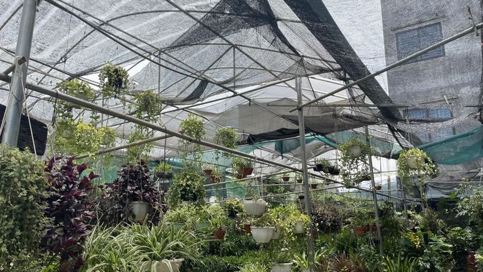 Tưới nước, căng bạt, bọc gốc cây là các biện pháp để “giải nhiệt” cho cây.