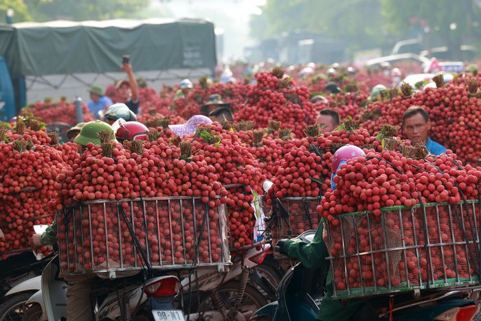 Giá vải dao động trong từng ngày tùy loại quả mã đẹp hay xấu