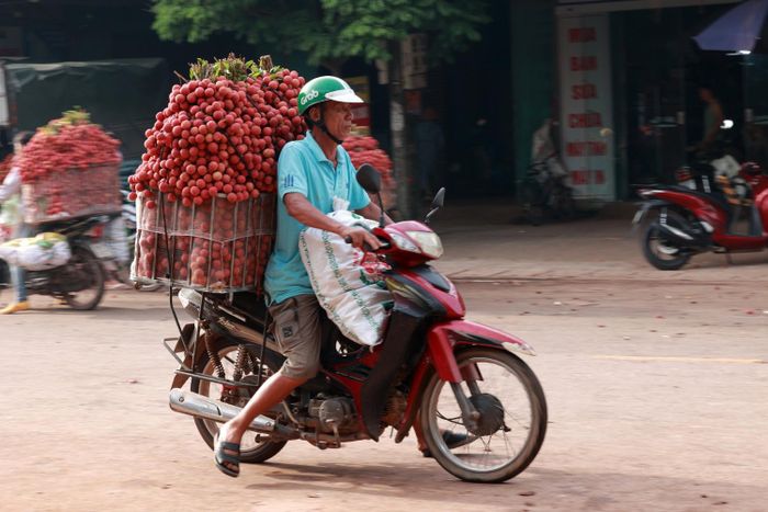 Không quản ngại thời tiết nắng nóng gần 40 độ C, những ngày này người dân một số vùng trồng vải chín sớm ở Bắc Giang tranh thủ chở vải xuống chợ bán