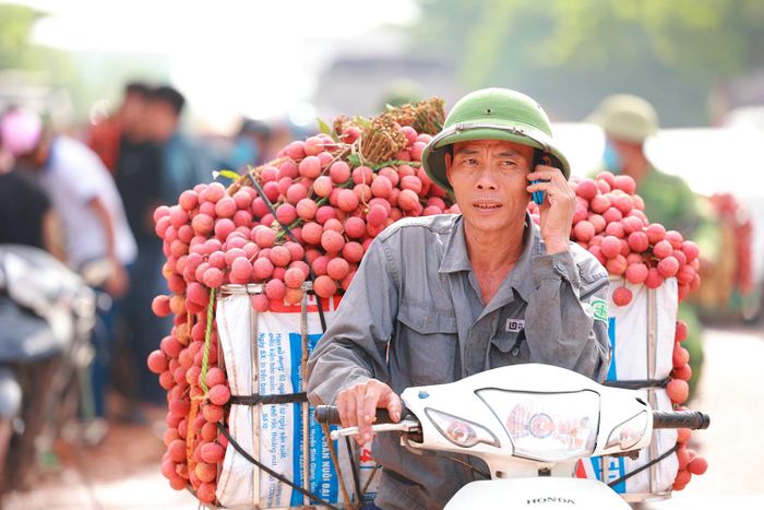 Những ngày gần đây, giá vải dao động từ 10.000 đến 15.000 đồng/kg, một thương lái cho hay: Giá cả tùy thuộc mẫu mã của từng loại vải, nhu cầu thu mua thương lái cao mà vải ít thì sẽ tự động tăng giá còn lượng vải người dân mang đến nhiều mà các thương lái mua không hết, giá sẽ giảm