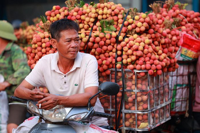 Một số người dân cũng đánh giá, năm nay nhìn chung do thời tiết thuận lợi, các vùng vải của Lục Ngạn được mùa và chất lượng vải cũng tốt hơn mọi năm