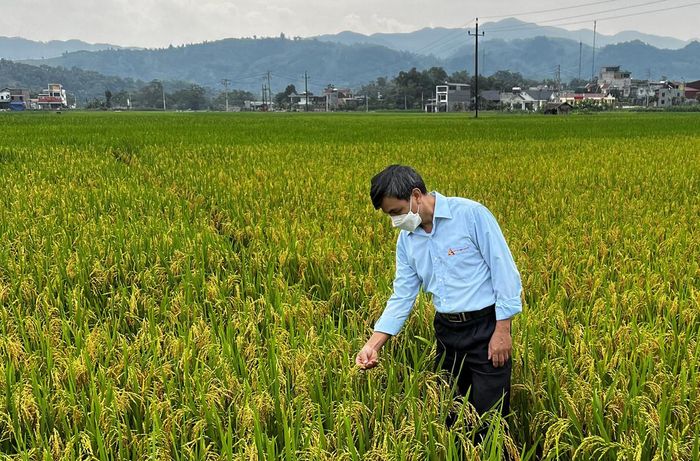 Cán bộ Trung tâm giống Nông nghiệp tỉnh kiểm tra chất lượng vùng sản xuất lúa giống tại Bản Qua (Bát Xát).