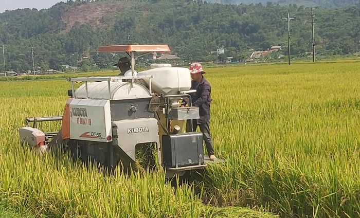 Nông dân xã Bản Qua (Bát Xát) thu hoạch lúa xuân.