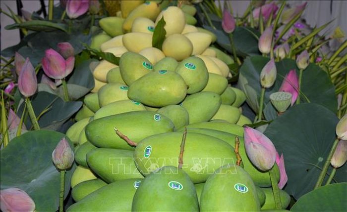 Đồng Tháp xuất khẩu lô xoài đầu năm 2022 sang thị trường châu Âu. Ảnh: Nhựt An/TTXVN