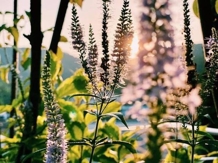 Bức ảnh Ye Jin đăng kèm thông báo mang thai con đầu lòng.