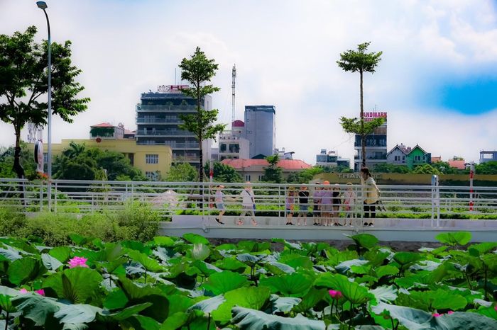 Cô trò mẫu giáo người Hàn Quốc trong một buổi dã ngoại thăm thú đầm sen và phố đi bộ Trịnh Công Sơn