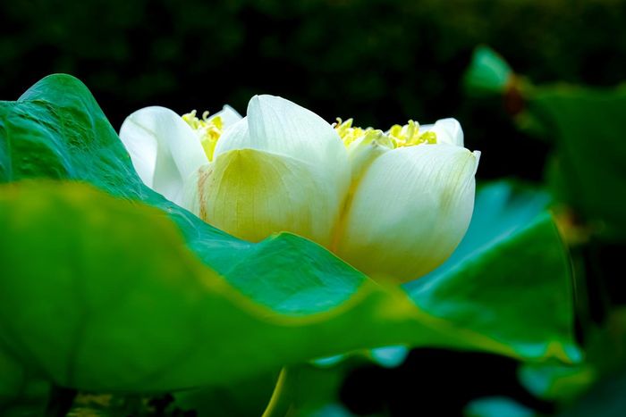 Đa phần là Sen Hồng, thi thoảng mới bắt gặp một vạt nhỏ hoặc vài bông sen trắng