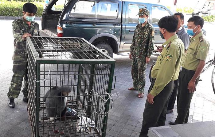 Giải cứu voọc chà vá chân nâu quý hiếm từ một khu nghỉ dưỡng cao cấp ở Thừa Thiên - Huế