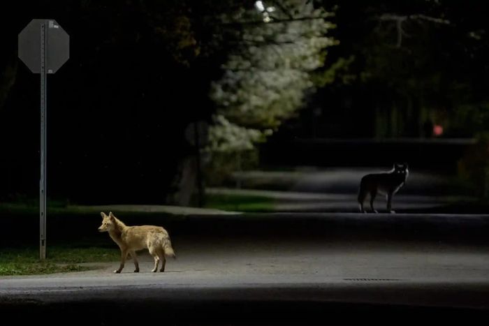 Toàn bộ ảnh là các tác phẩm gửi về cuộc thi Urban Wildlife Photography Awards 2022 (tạm dịch: Cuộc thi ảnh về động vật hoang dã ở đô thị năm 2022). Trong ảnh, tác phẩm giành chiến thắng chung cuộc mang tên "Date Night" (tạm dịch: Hẹn hò đêm).