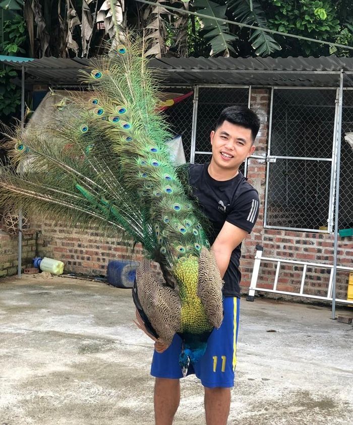 Với những con trưởng thành, anh bán giá lên đến 15 triệu đồng/con.
