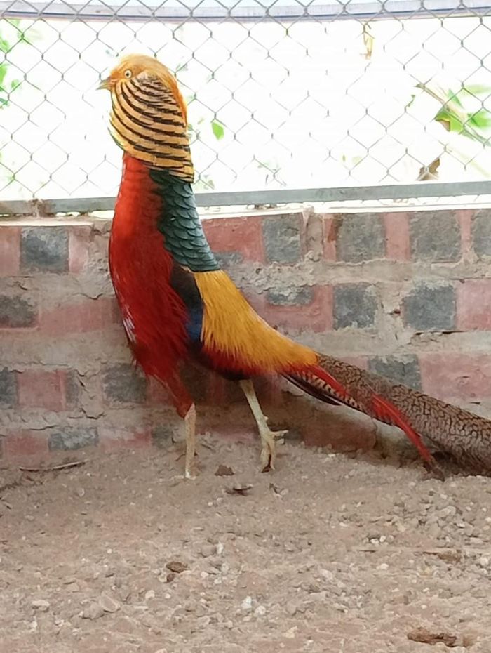 Theo anh, người nuôi ngoài đam mê và yêu động vật phải có kiến thức và kỹ thuật nuôi 2 loại chim này.